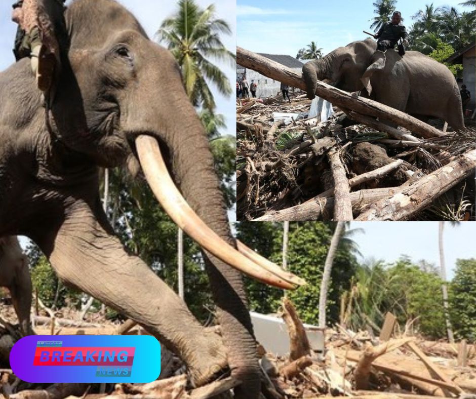 Gajah Turun Gunung, Bantu Bersihkan Puing Bencana di Pidie Jaya