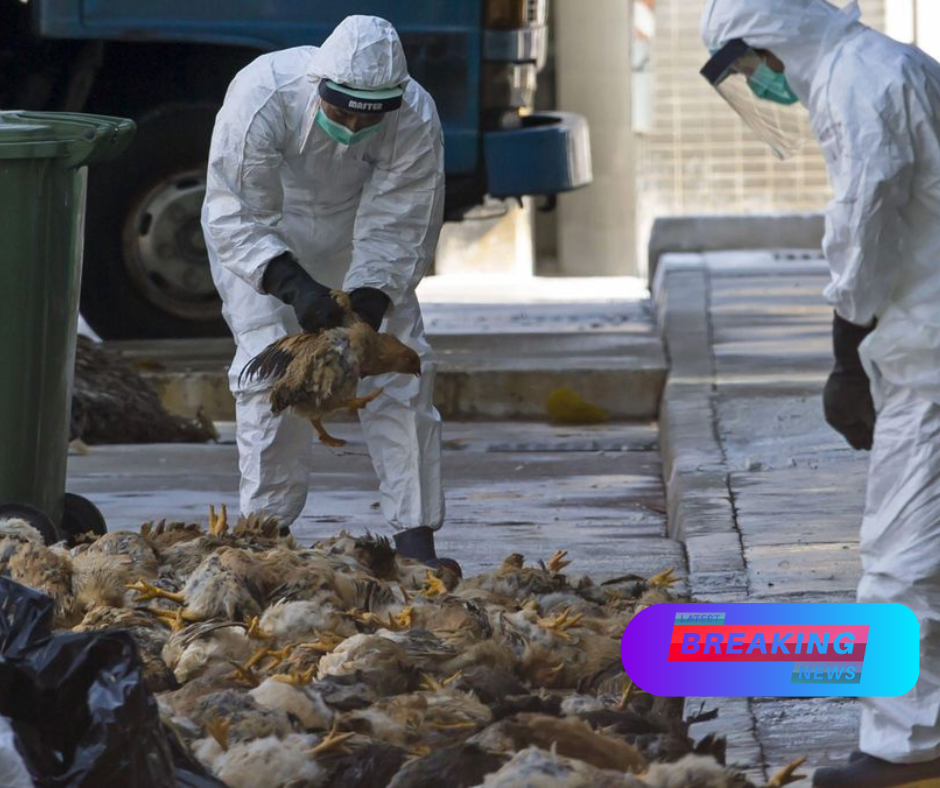 Bird Flu Outbreak: What Are the Risks to Humans?